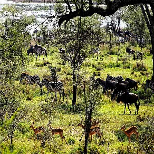 Amazing East Africa