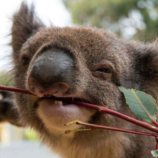 Discover Australian Southeast