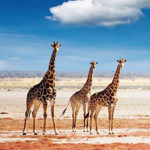 Highlights of Namibia, Botswana and Zimbabwe