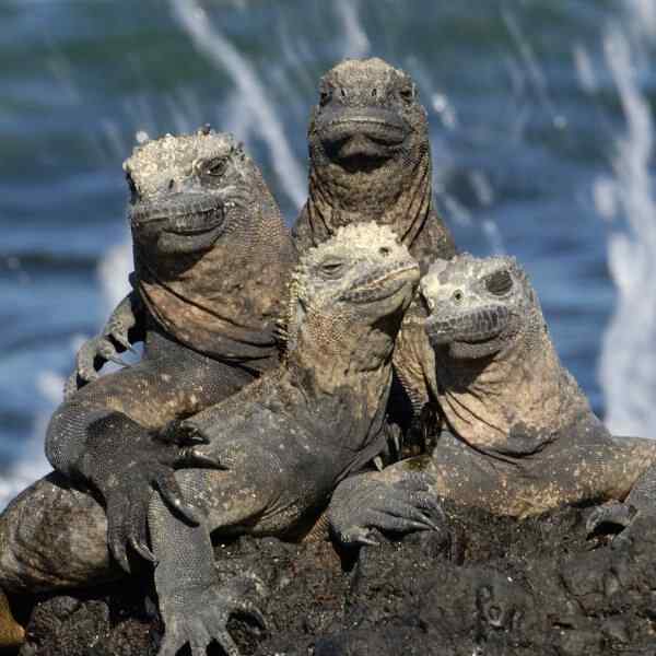 Essential Quito and Galapagos